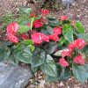 Anthurium Cobra 4In - Image 2